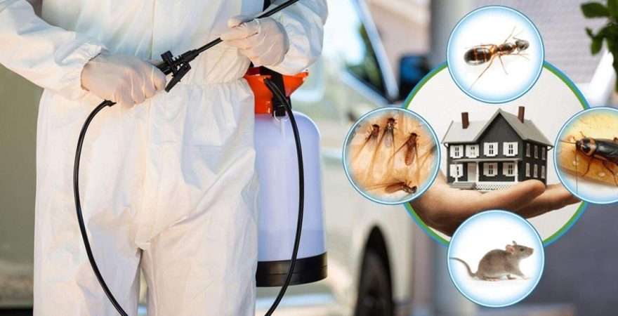 Manavkuyu Böcek İlaçlama