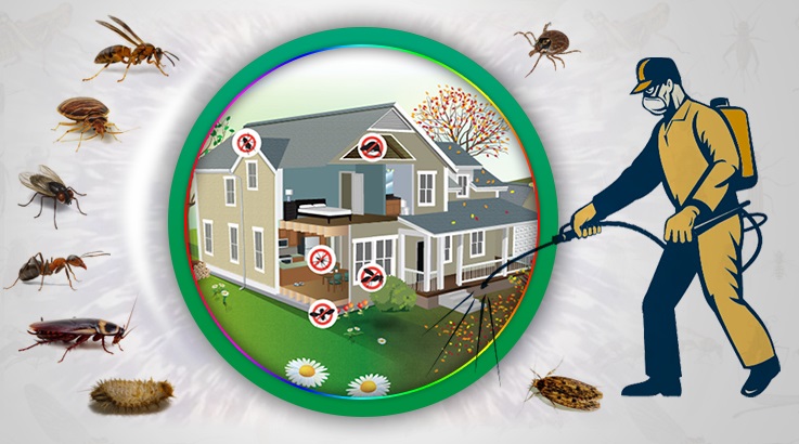 Manavkuyu Böcek İlaçlama