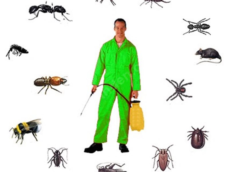 Manavkuyu Böcek İlaçlama